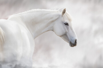 Wall Mural - horse portrait close up