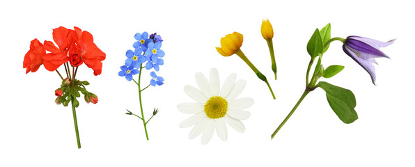 Wall Mural - set of lowers and buds (clematis, geranium, daisy, forget-me-not, buttercup) isolated on white or tr