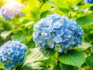 Wall Mural - Vibrant blue hydrangea flowers bloom in a lush green sunny garden, surrounded by foliage, with a soft focus background providing ample copy space.