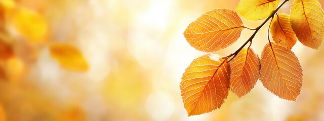  A tree branch with leaves in sharp focus in the foreground and a softly blurred backdrop of more leaves
