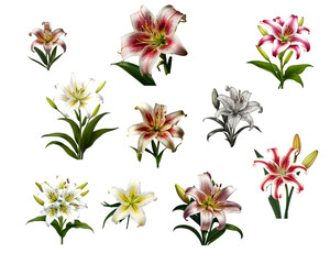 Wall Mural - transparant background of isolated lilly flowers