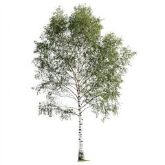 a tall birch tree stands alone on a white background