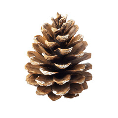 Wall Mural - [Transparent Background PNG]Brown Pine Cone Isolated On White Background