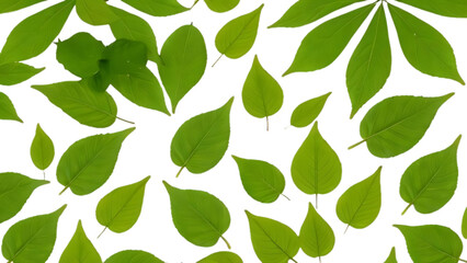 A collection of green leaves isolated on a white background.