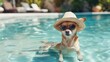 © Fotograf - A dog enjoying the sun by the pool with its fashionable accessories