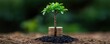 © Natalia - Conceptual image of a strong tree growing from coins, representing the enduring stability and growth provided by a pension fund, retirement growth, pension-driven security