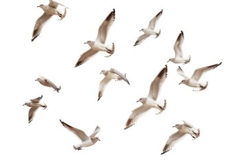 Canvas Print - Seagulls soaring through the air, a common sight near coastal areas