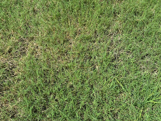 Poster - green grass texture background