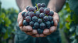 © AS Photo Family - Close-up of fresh ripe grapes held by a farmer in vineyard