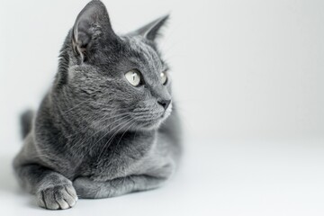 A gray cat is lying down on a white surface, looking relaxed