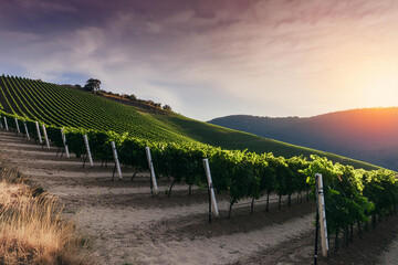 sunset over vineyard slopes. a panoramic evening scene