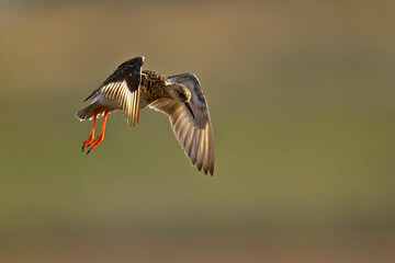 Poster - Kampfläufer - Weibchen // Ruff - female (Calidris pugnax)