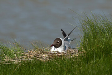 Canvas Print - Mouette rieuse, nid,.Chroicocephalus ridibundus, Black headed Gull