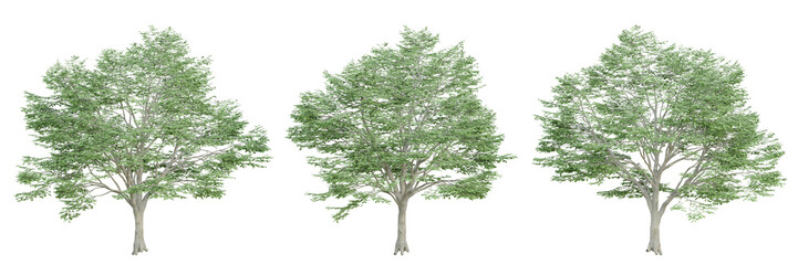 Wall Mural - 3d render of fagus sylvatica tree on transparent background, png plant.