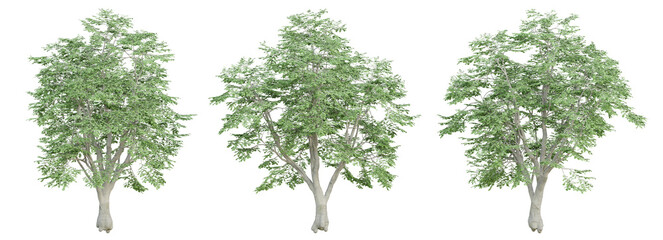 Wall Mural - 3d render of fagus sylvatica tree on transparent background, png plant.