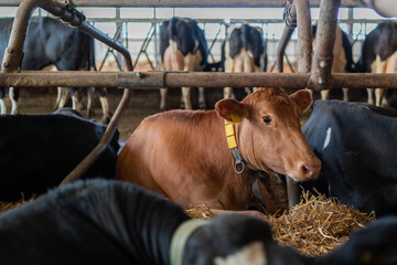 Closeup of a red cow lying down inside a barn. A close-up portrait of a dairy cow in a barn. 