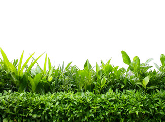 Canvas Print - [Transparent Background PNG]Green Leaves Against White Background