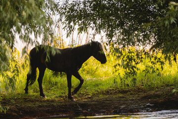 The black horse meanders gracefully by the river, surrounded by vibrant grass and dappled sunlight filtering through the leaves