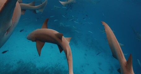 Wall Mural - Close up view of sharks with tropical fishes underwater in transparent blue sea. Slow motion with nurse sharks