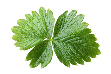 Strawberry’s leaf on transparent background