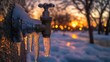 © practice  - In winter, a frozen faucet with ice and snow on the water pipe, close-up
