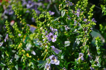 Wall Mural - close up of flower of angelonia plant with tiny hairs in inner corolla