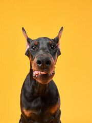 Wall Mural - This image captures a Doberman pinscher dog in a confident pose against a vibrant yellow background, showcasing the breed's strong presence and sleek physique.