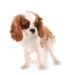 Poster - puppy cavalier king charles