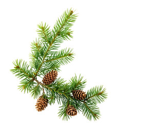 isolated pine. pine branch with cones isolated on transparent background