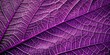 © InspireStock Gallery - Closeup view of abstract purple leaves texture background, purple, leaves, texture, abstract, nature, closeup, background