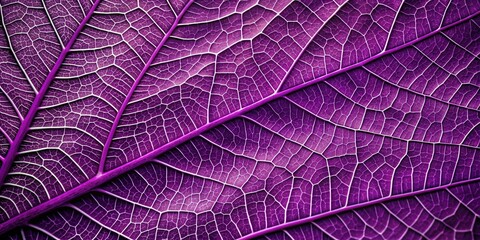 closeup view of abstract purple leaves texture background, purple, leaves, texture, abstract, nature