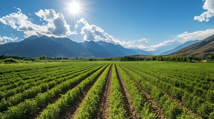 Lush hemp farm with rows of thriving plants stretching toward the distant mountains set against a bright sunny sky  Picturesque rural landscape with ample copy space for text overlay