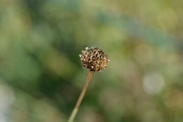 Poster - Bristly Yellow Cephalaria seed head