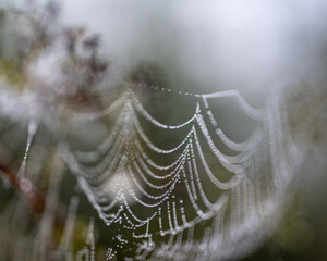Wall Mural - dew drops on spider webs, foggy landscape, early summer morning, morning dew