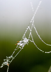 Wall Mural - dew drops on spider webs, foggy landscape, early summer morning, morning dew