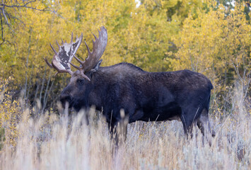 Poster - Bull Moose during the Rut in Autumn in Wyoming