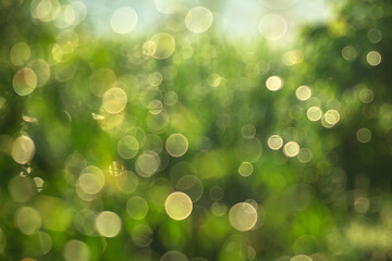 Wall Mural - the image is a blurry green background with many small circles