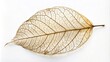 © Sayfar - macro, white background, texture, botanical, decay,dried leaf, nature's beauty, skeleton, plant, detailed, close-up, organic, fragile, Dried leaf skeleton isolated on a white background