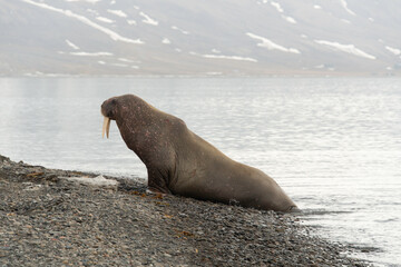 Canvas Print - Morse, Odobenus rosmarus, Spitzberg, Svalbard, Norvège