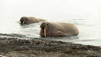 Canvas Print - Morse, Odobenus rosmarus, Spitzberg, Svalbard, Norvège