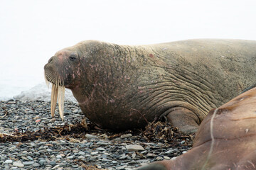 Wall Mural - Morse, Odobenus rosmarus, Spitzberg, Svalbard, Norvège