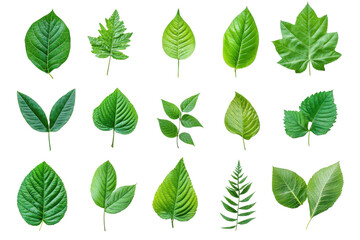 Collection of various green leaves isolated on transparent background. Perfect for botanical, nature and eco-friendly design projects.