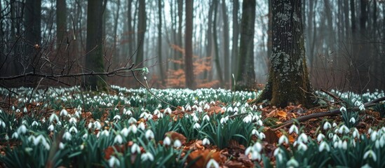 Poster - Spring forest with delicate snowdrop flowers, offering a serene atmosphere with a copy space image.