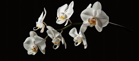 Wall Mural - Orchid flower with white petals against a dark backdrop in a greenhouse, ideal for copy space image.