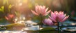 © StockKing - Two stunning pink lotus flowers in full bloom on a serene pond with copy space image.