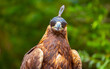 © Vera - Close-up of a golden eagle wearing a cap covering its eyes. An eagle sits on a perch against a backdrop of green mountains. A bird of prey hunts for its prey. Falconry. National tradition of Asia.
