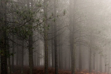 Canvas Print - Magic foggy forest