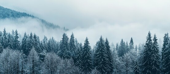 Wall Mural - A winter white forest with snow, with a festive Christmas background