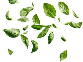 Wall Mural - basil leaves flying on white background isolated PNG