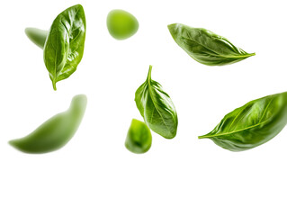 Wall Mural - basil leaves flying on white background isolated PNG